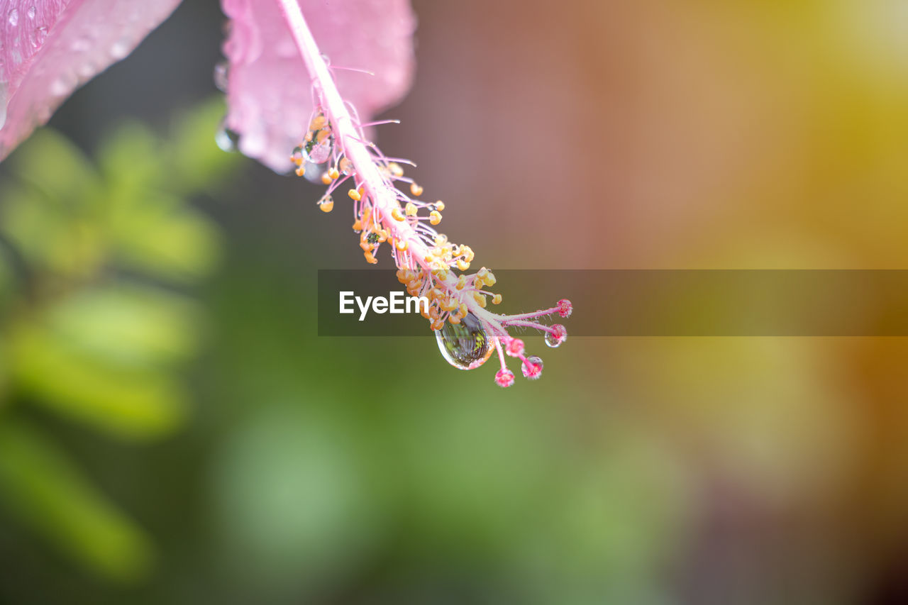 CLOSE-UP OF PINK ROSE FLOWER