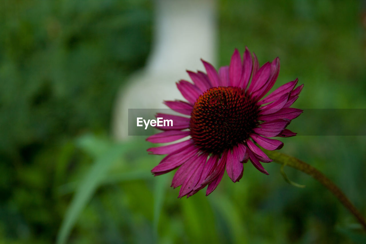 CLOSE-UP OF PINK DAISY FLOWER