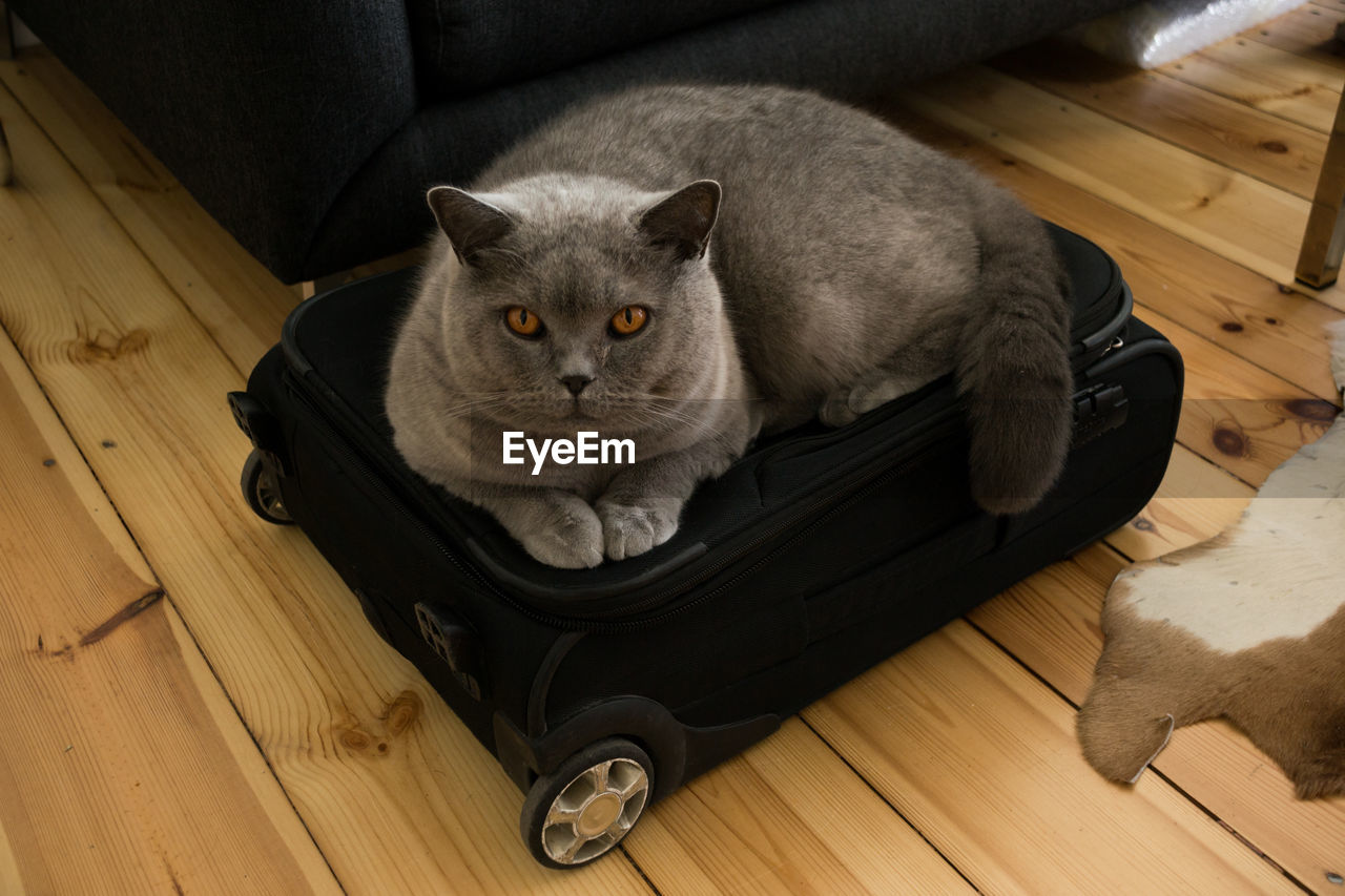 Grey cat on suitcase