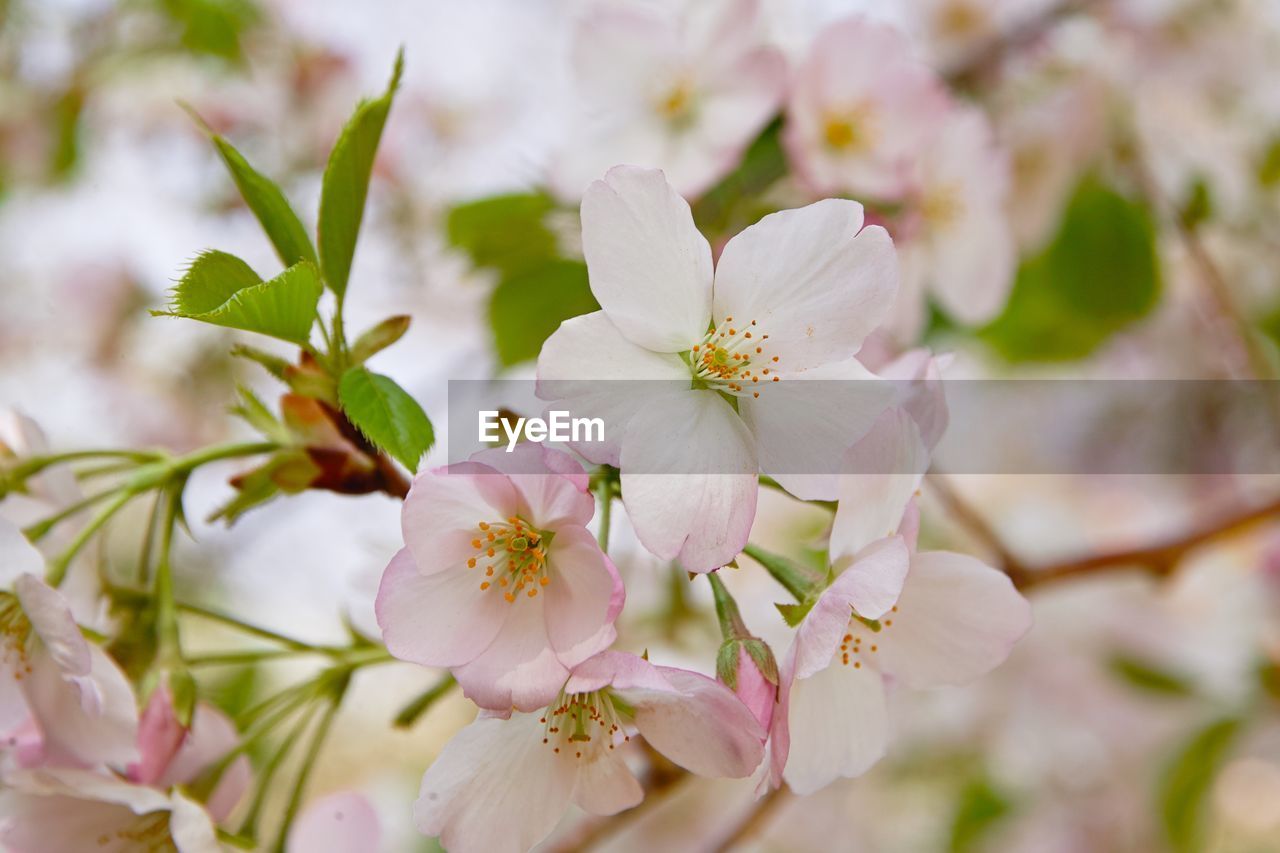 Close-up of pink cherry blossoms