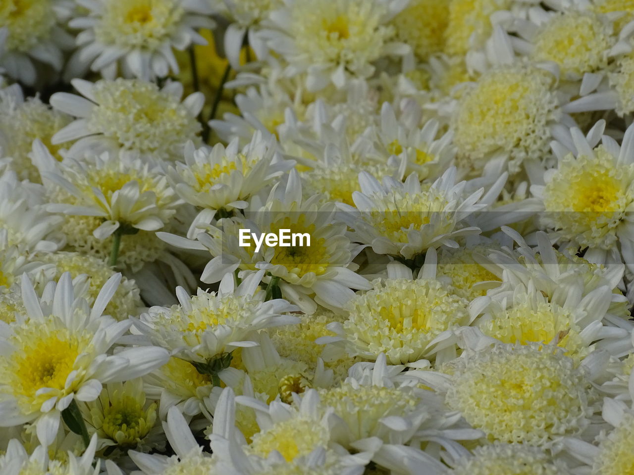 flower, flowering plant, plant, freshness, chrysanths, beauty in nature, yellow, fragility, close-up, full frame, flower head, nature, petal, no people, inflorescence, growth, backgrounds, white, blossom, abundance, day, outdoors, wildflower, botany, focus on foreground, chrysanthemum