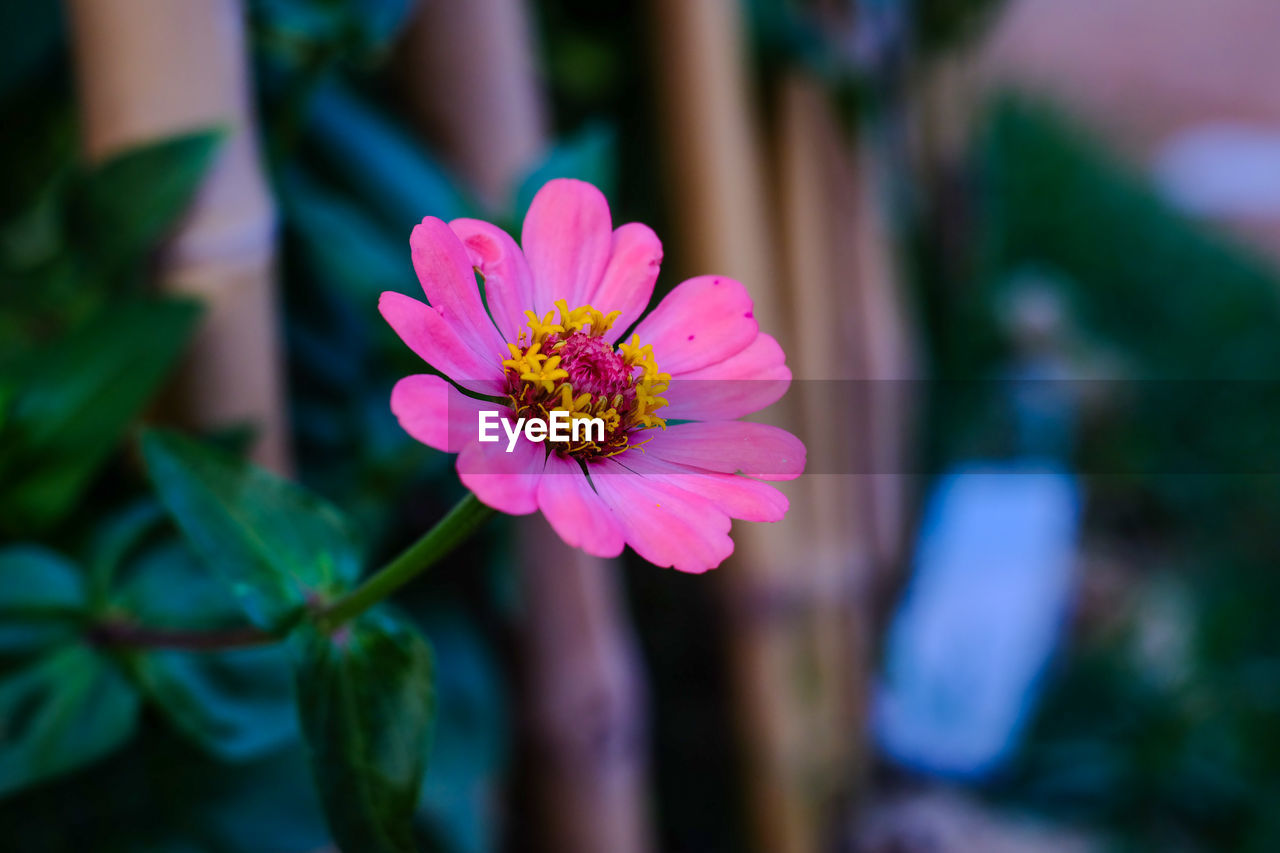 CLOSE-UP OF PINK FLOWER AGAINST PURPLE FLOWERING PLANT