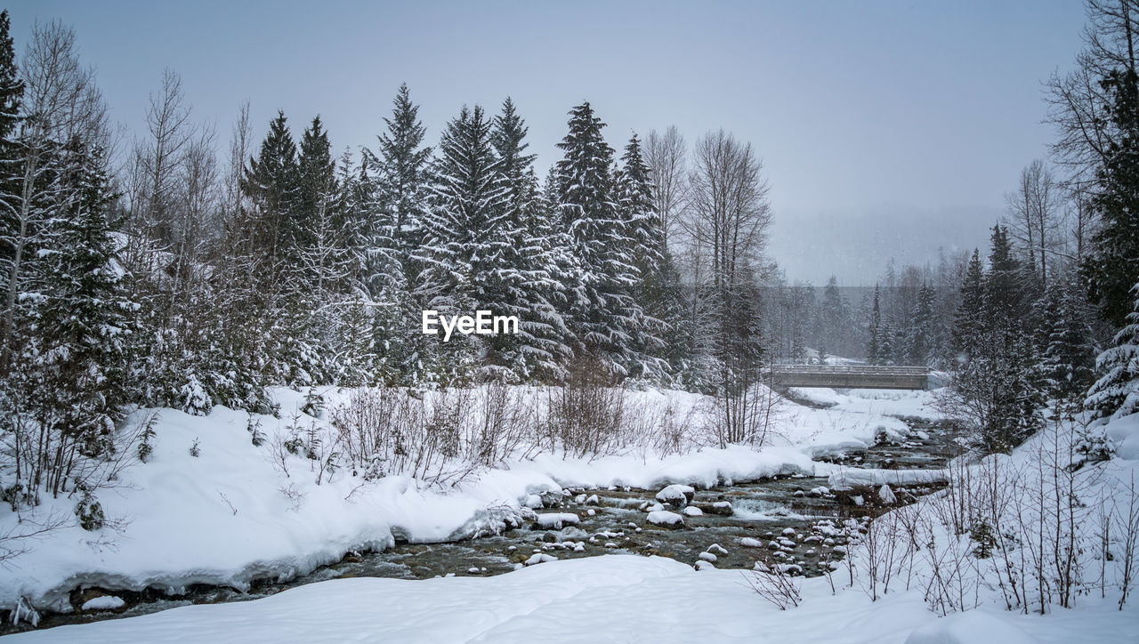 TREES ON SNOW COVERED LANDSCAPE