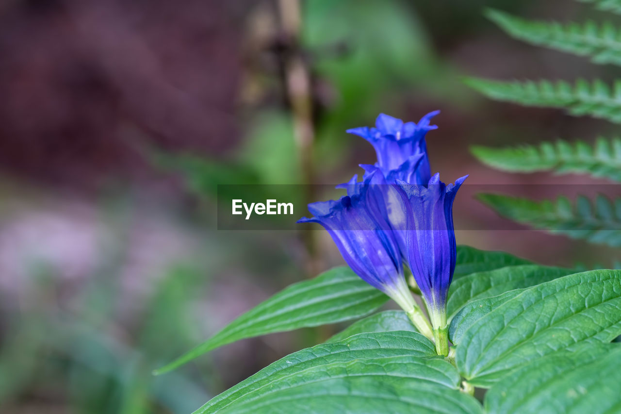 CLOSE-UP OF PURPLE FLOWER PLANT