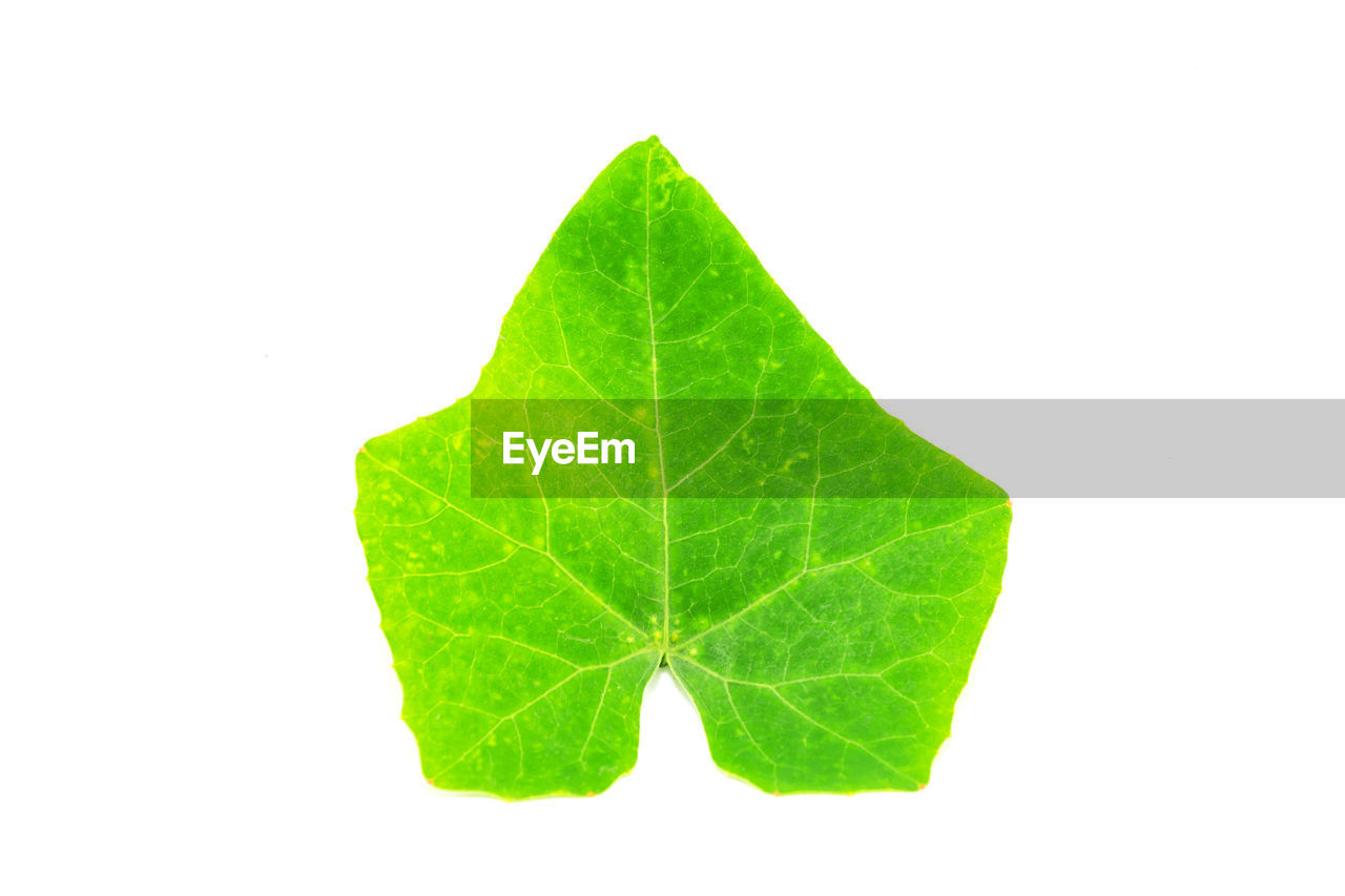 CLOSE-UP OF LEAF ON WHITE BACKGROUND