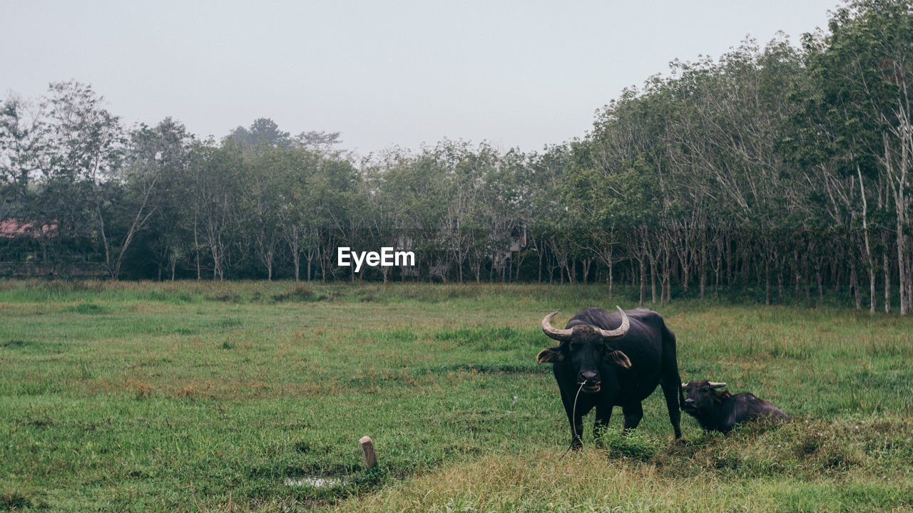 HORSE STANDING IN FIELD