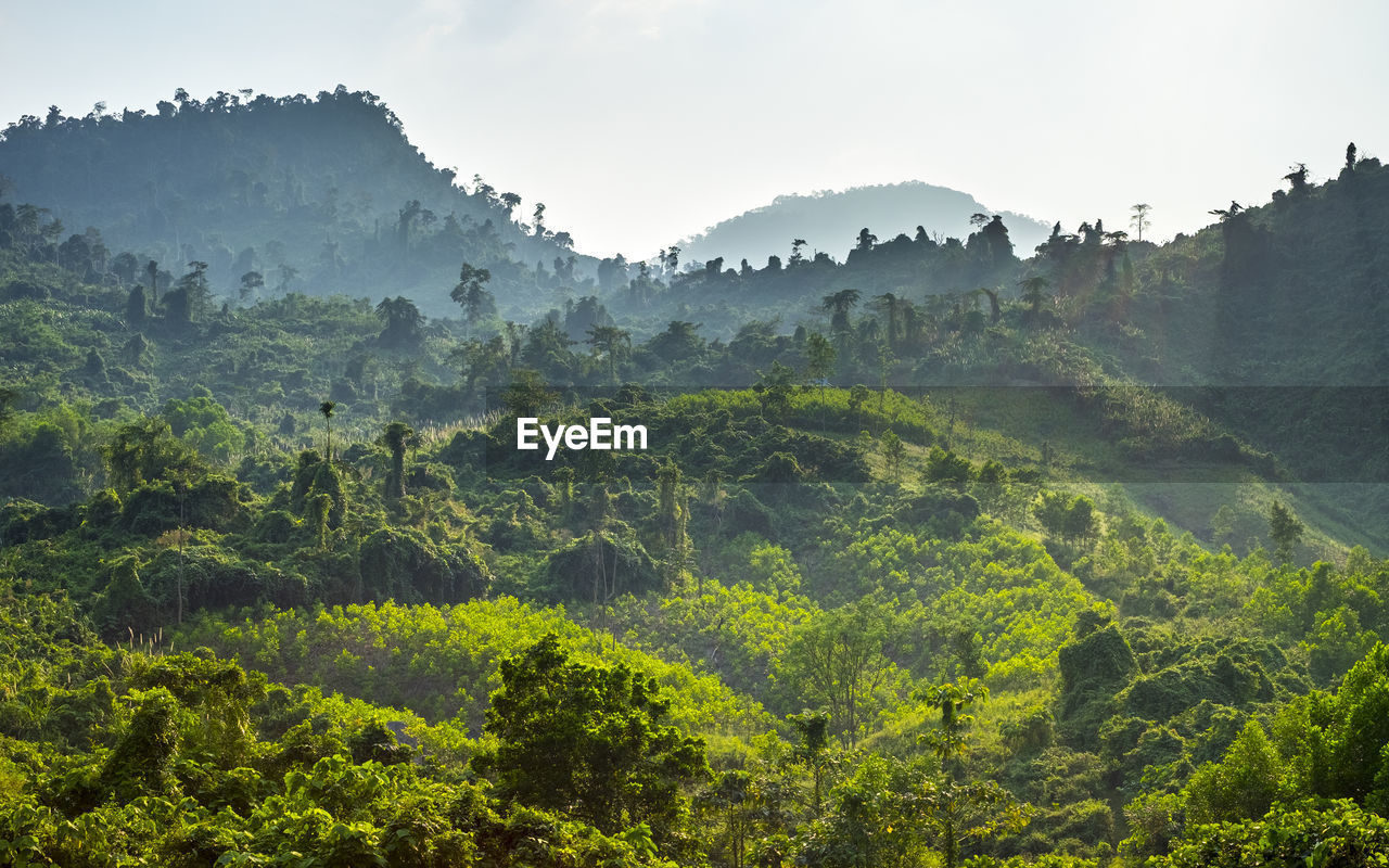 Lush green jungle landscape along ho chi minh highway west, vietnam