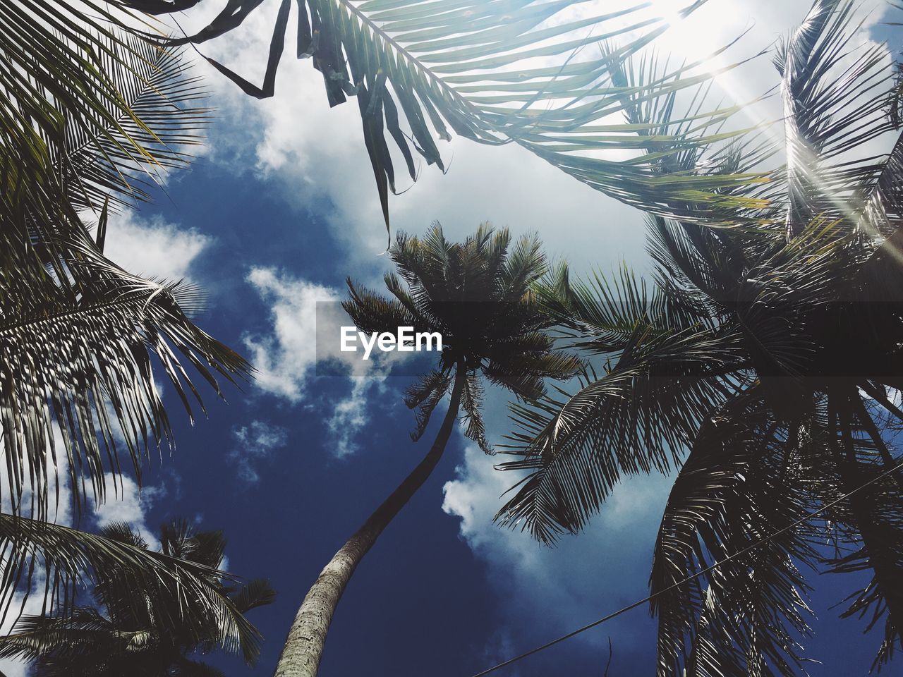 Low angle view of palm trees against sky