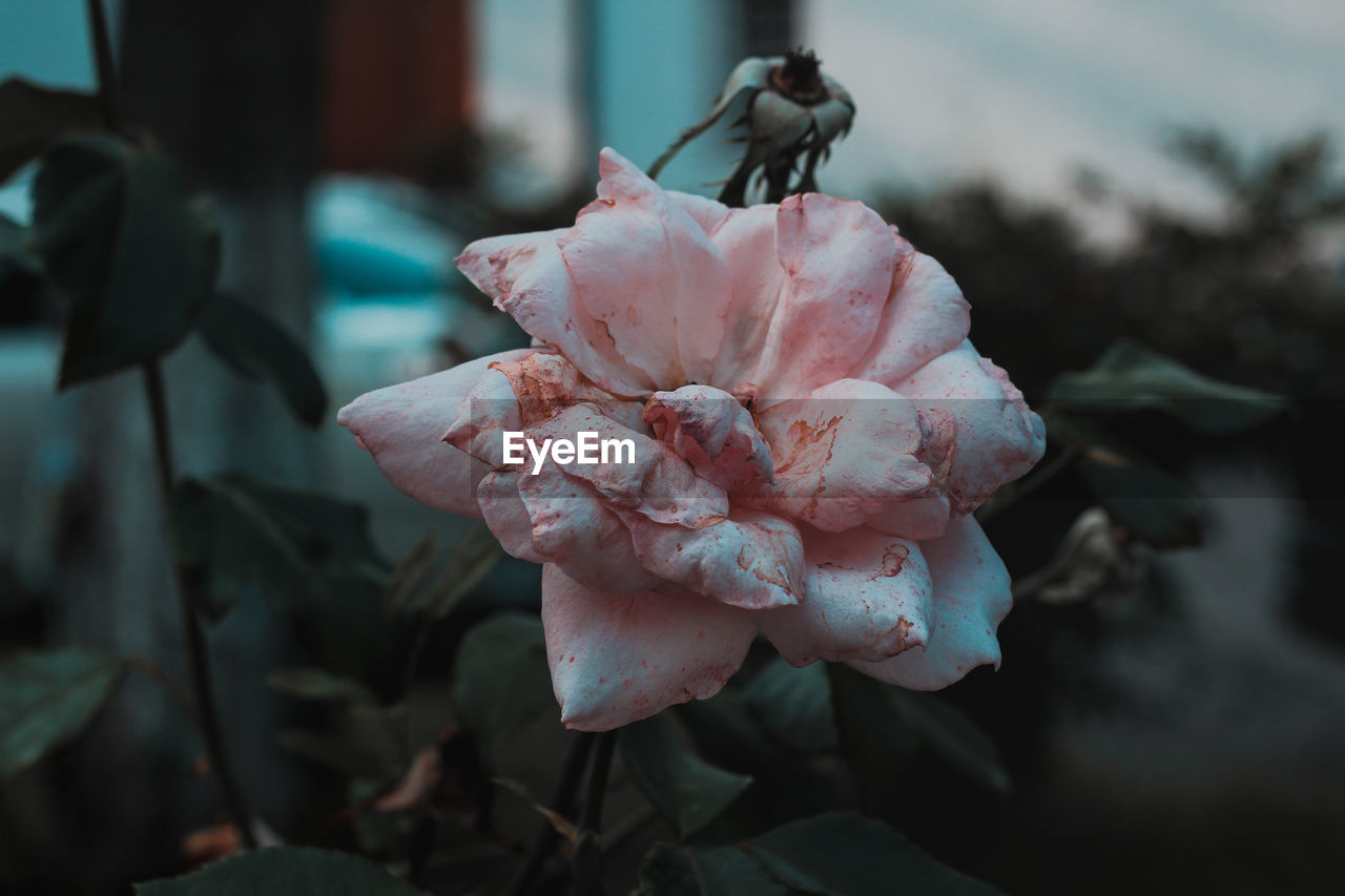 CLOSE-UP OF PINK ROSE PLANT