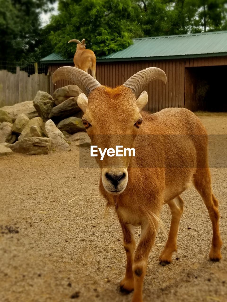 Sheep standing in a field