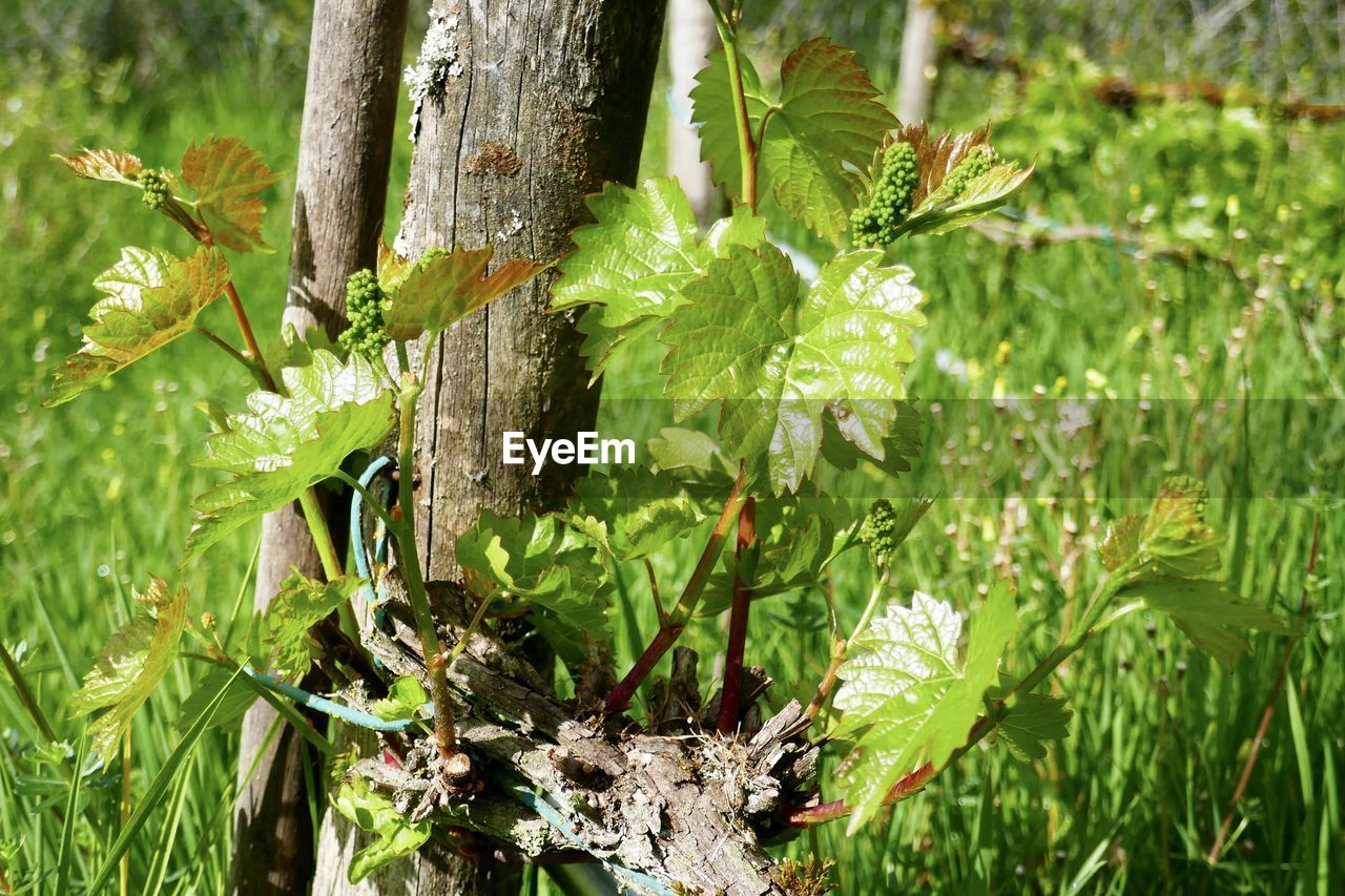 CLOSE-UP OF PLANTS GROWING ON TREE TRUNK