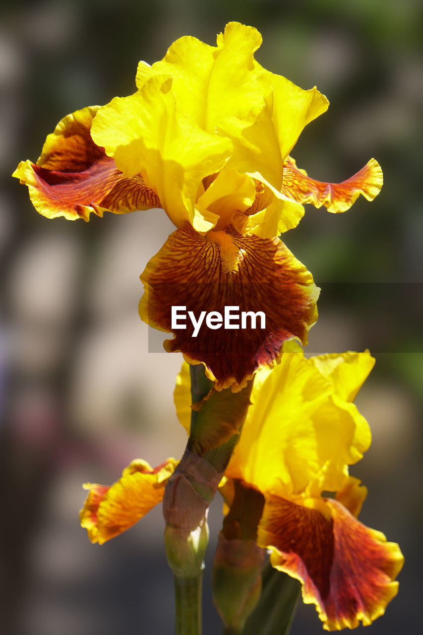 Close-up of yellow flowering plant