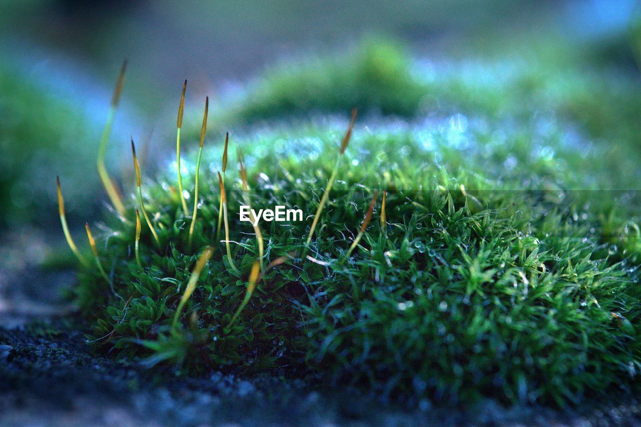 CLOSE-UP OF GRASS