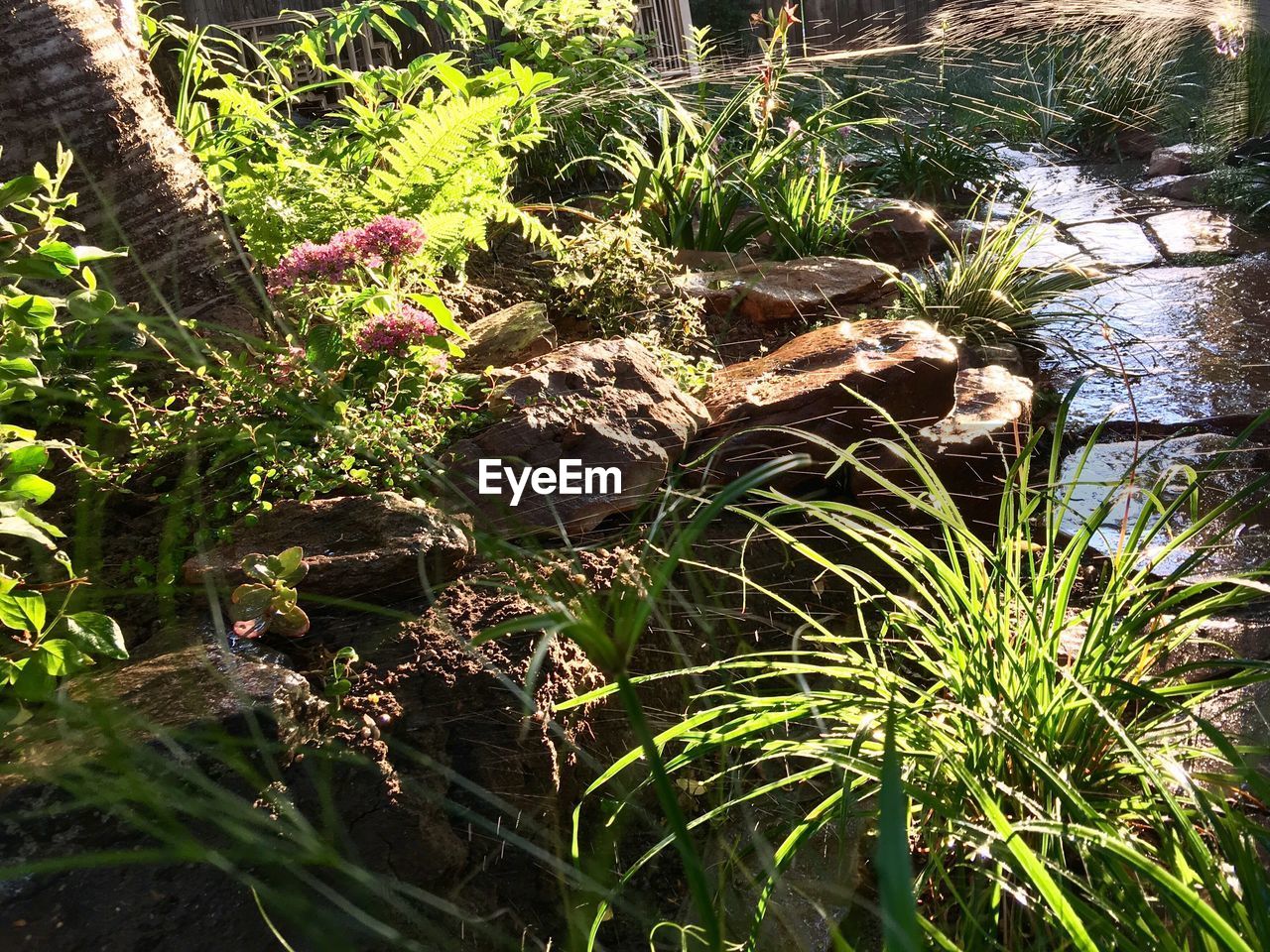 CLOSE-UP OF PLANTS AGAINST BLURRED BACKGROUND