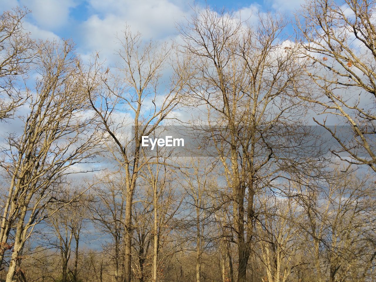 LOW ANGLE VIEW OF TREES AGAINST SKY