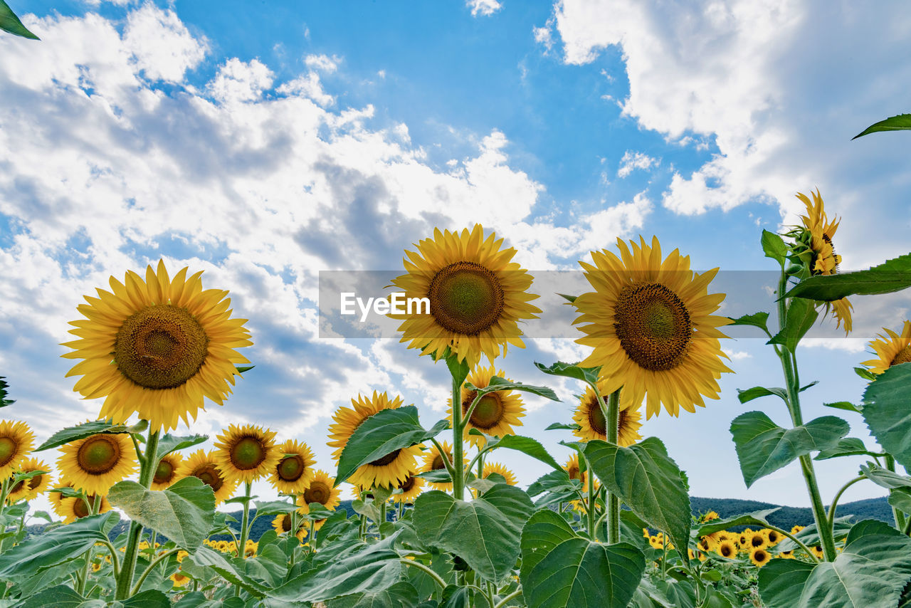 Close-up of yellow flowering plants against sky