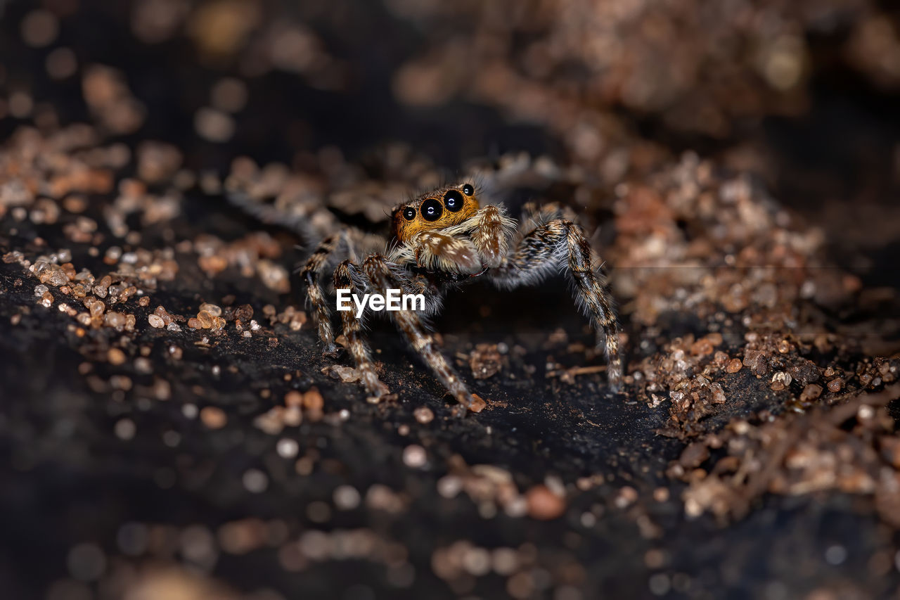 CLOSE-UP OF SPIDER