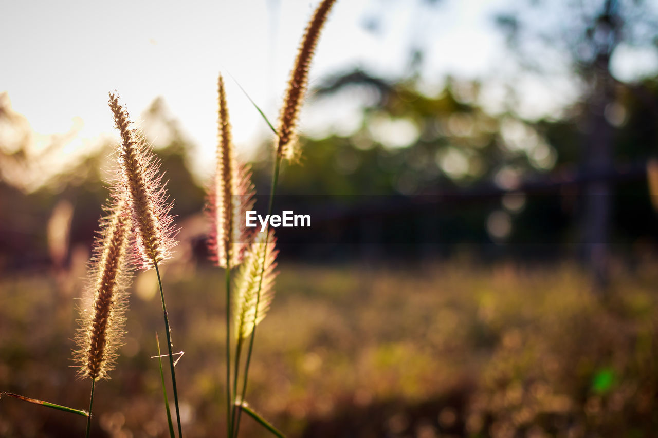 CLOSE-UP OF STALKS AGAINST BLURRED BACKGROUND