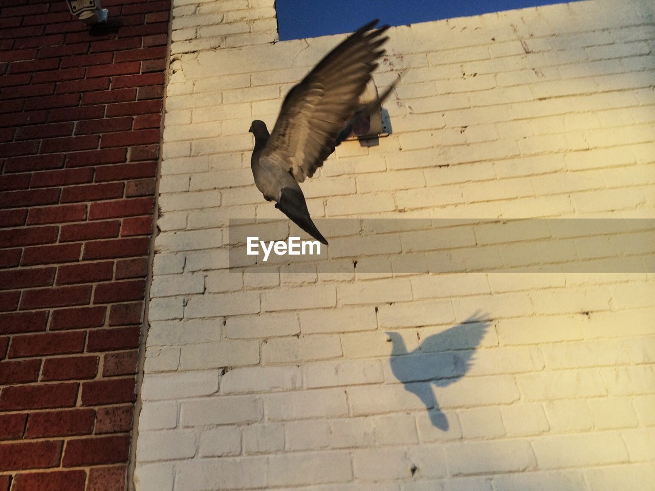 Pigeon flying in front of brick wall