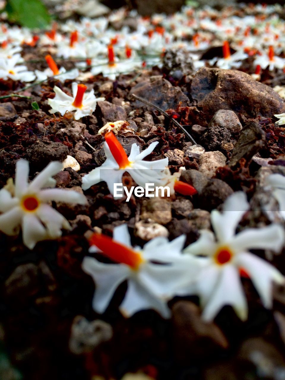 Surface level of flowers on ground