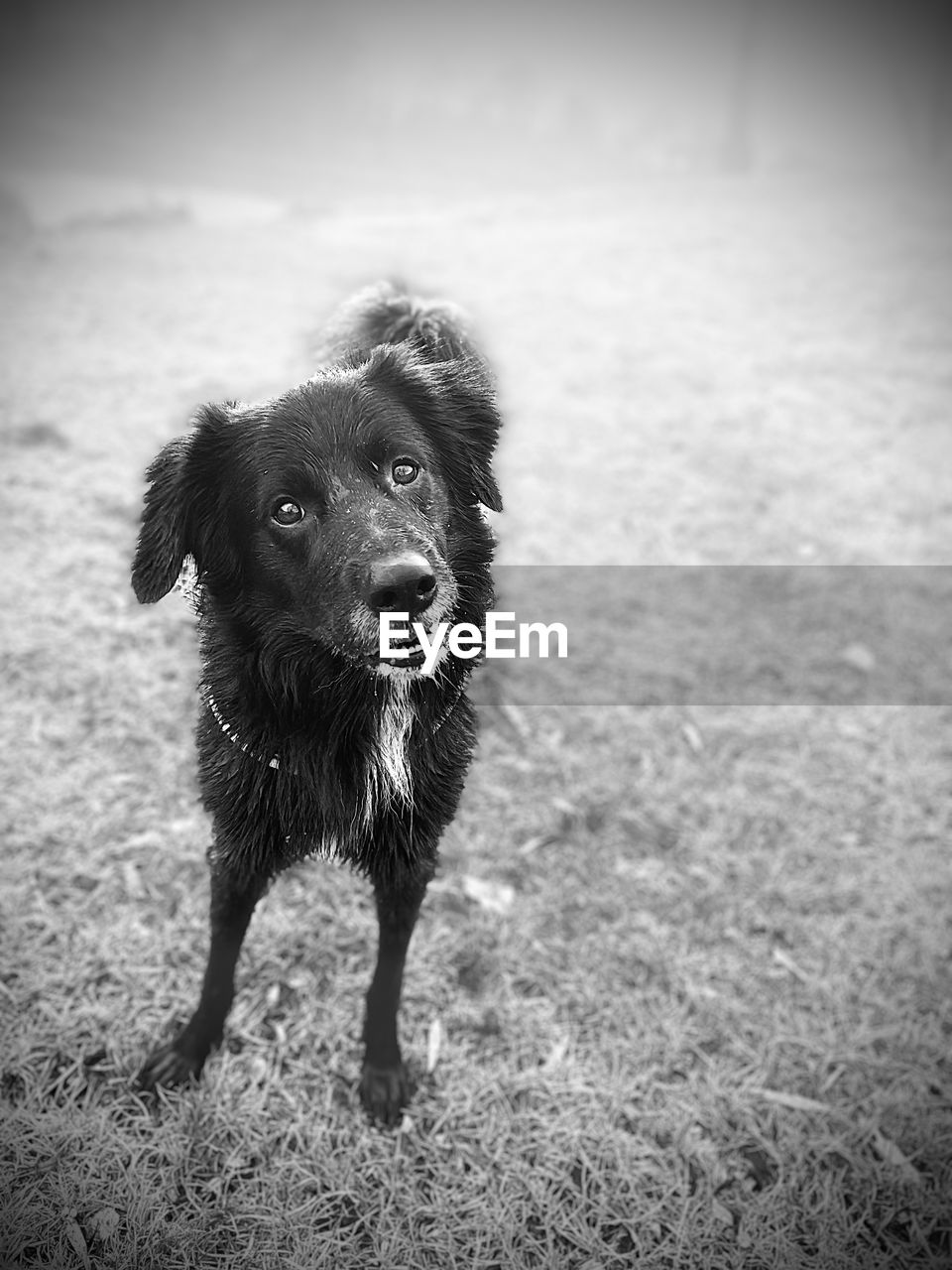 Portrait of dog standing on field