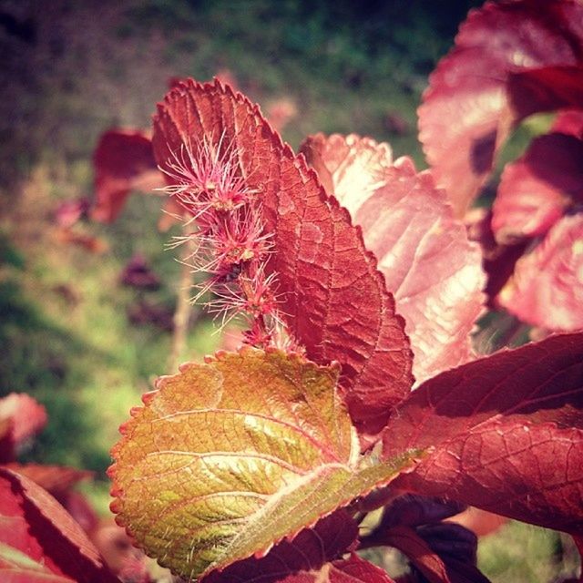 CLOSE-UP OF RED LEAVES ON LEAF