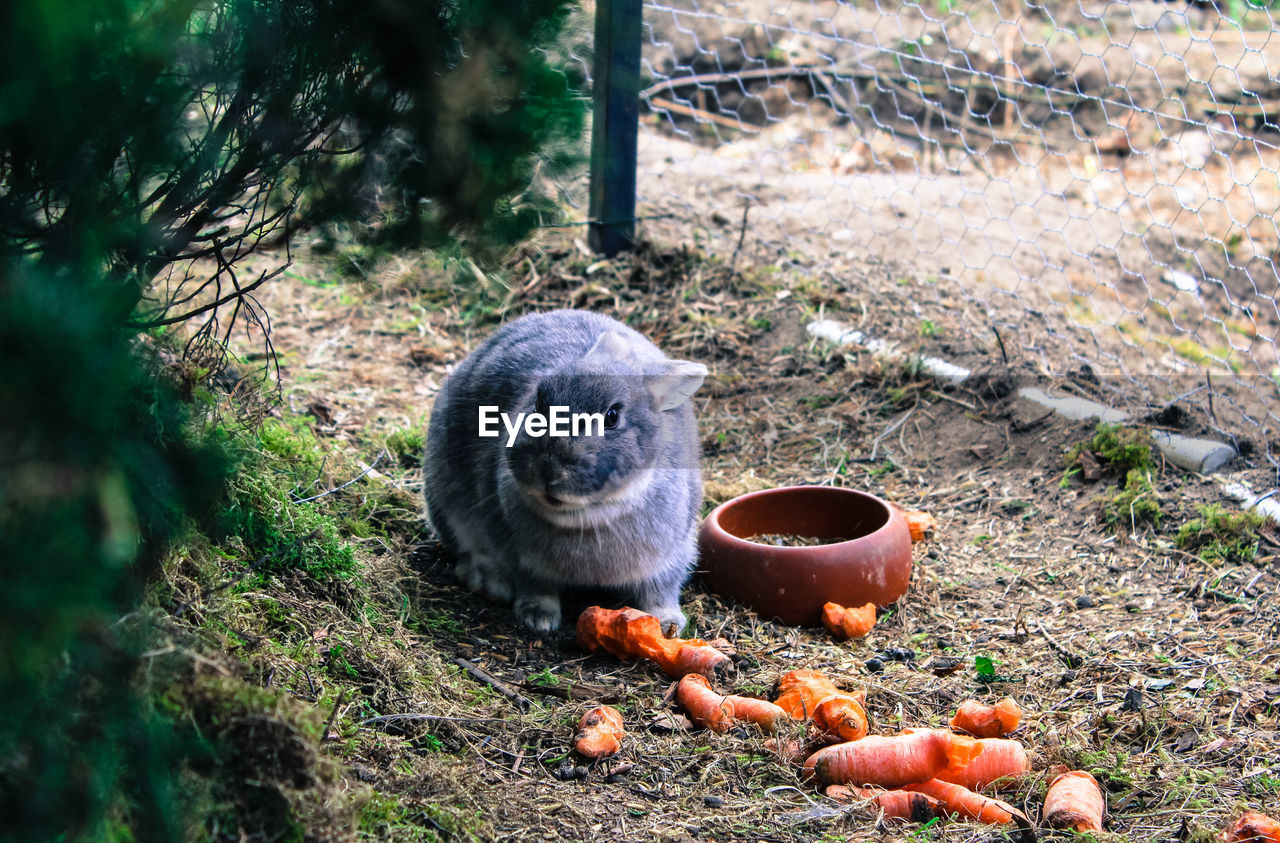 Rabbit eating carrots on field