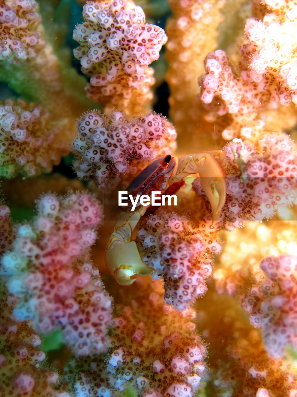 VIEW OF FISH UNDERWATER