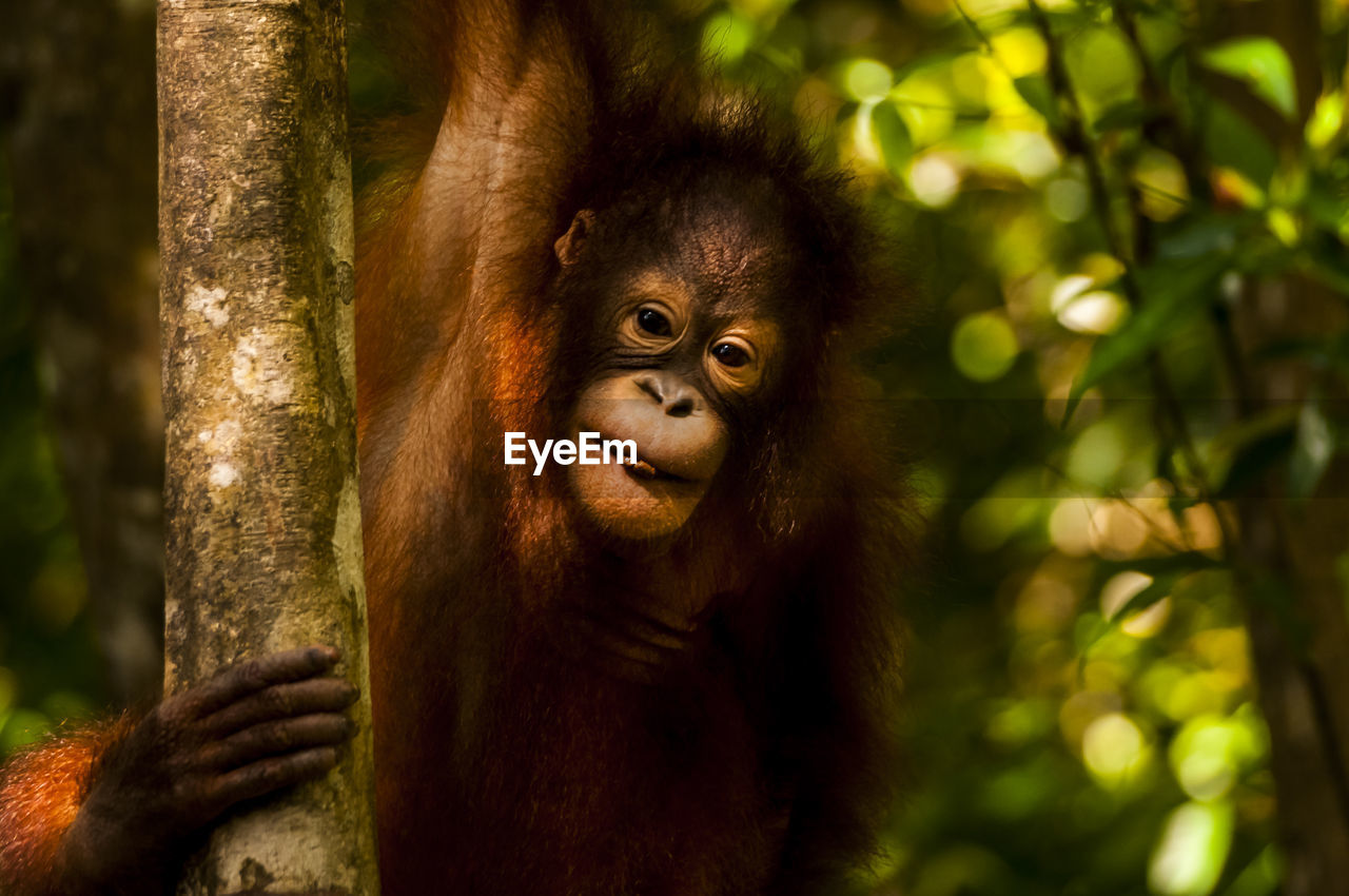 PORTRAIT OF MONKEY ON TREE