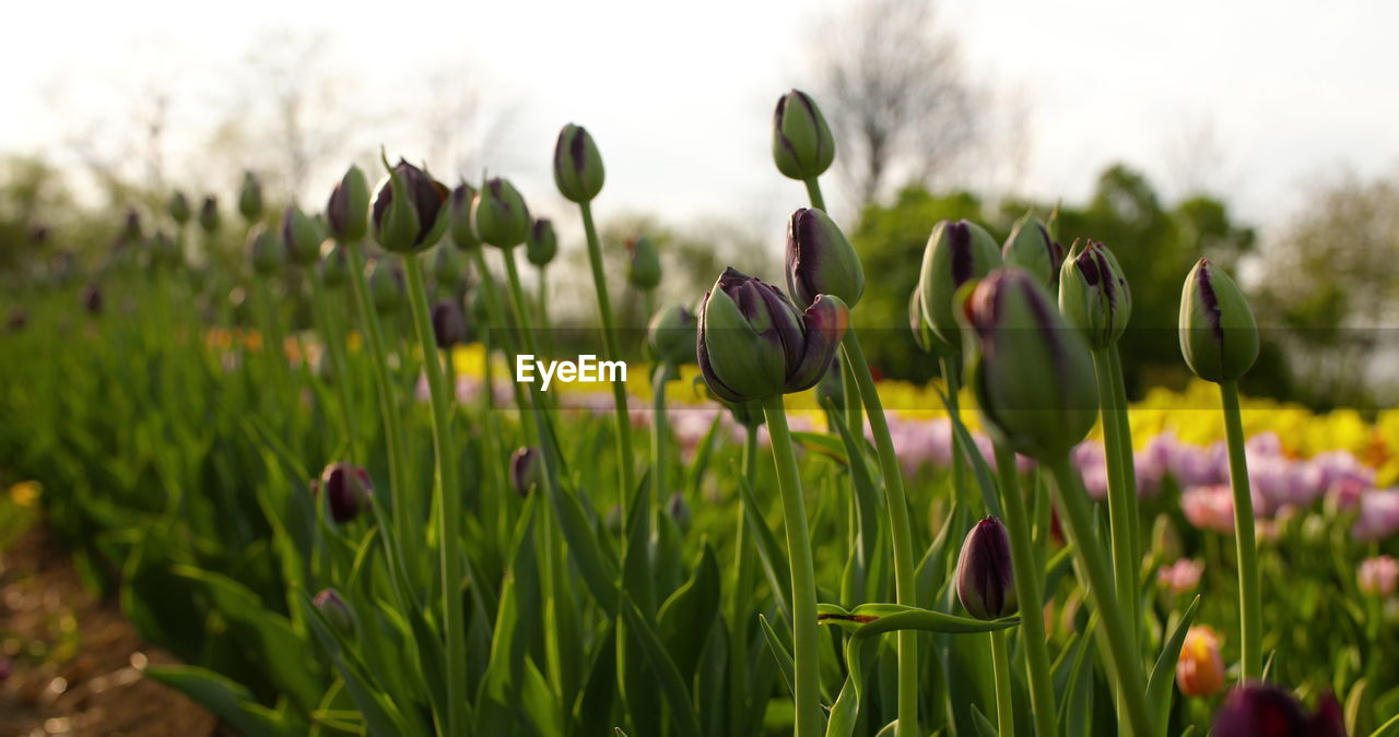 plant, flower, flowering plant, beauty in nature, nature, freshness, growth, grass, field, land, sky, green, landscape, close-up, no people, springtime, environment, focus on foreground, multi colored, non-urban scene, fragility, outdoors, rural scene, tranquility, scenics - nature, flower head, day, purple, blossom, yellow, inflorescence, plant part, tulip, leaf, flowerbed, selective focus, garden, botany, meadow