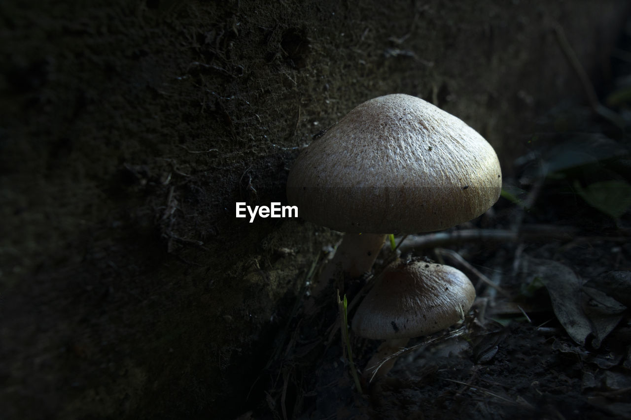 CLOSE-UP OF MUSHROOM GROWING IN FIELD