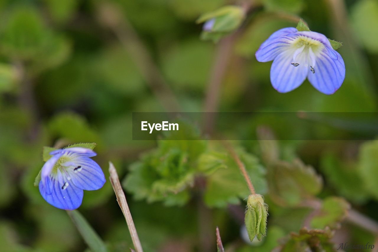 CLOSE-UP OF PURPLE FLOWERS