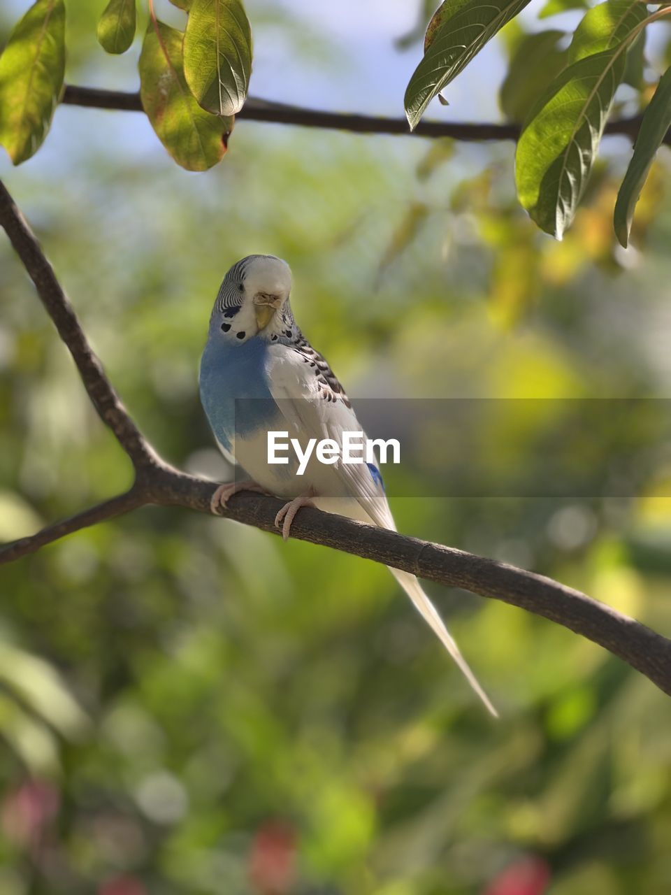animal themes, bird, animal, animal wildlife, wildlife, tree, branch, one animal, perching, plant, nature, beak, parakeet, no people, outdoors, focus on foreground, beauty in nature, full length, leaf, day, plant part