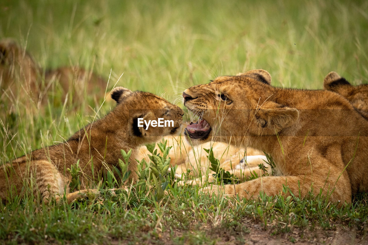 Close-up of lion cub snarling in grass