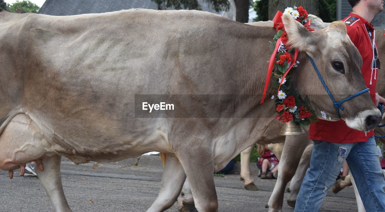 Parade cow