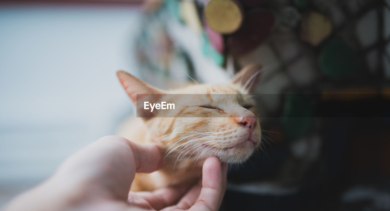 Close-up of cropped hand touching cat at home