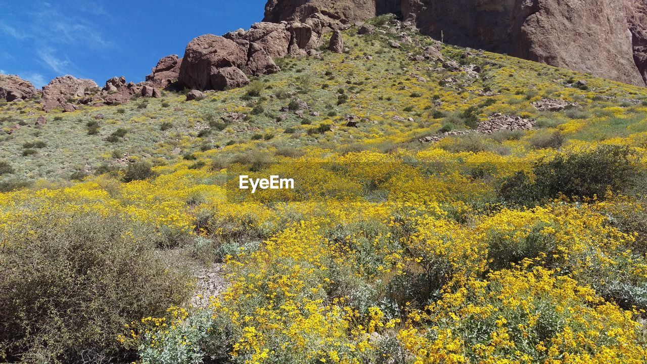 YELLOW FLOWERS ON ROCK