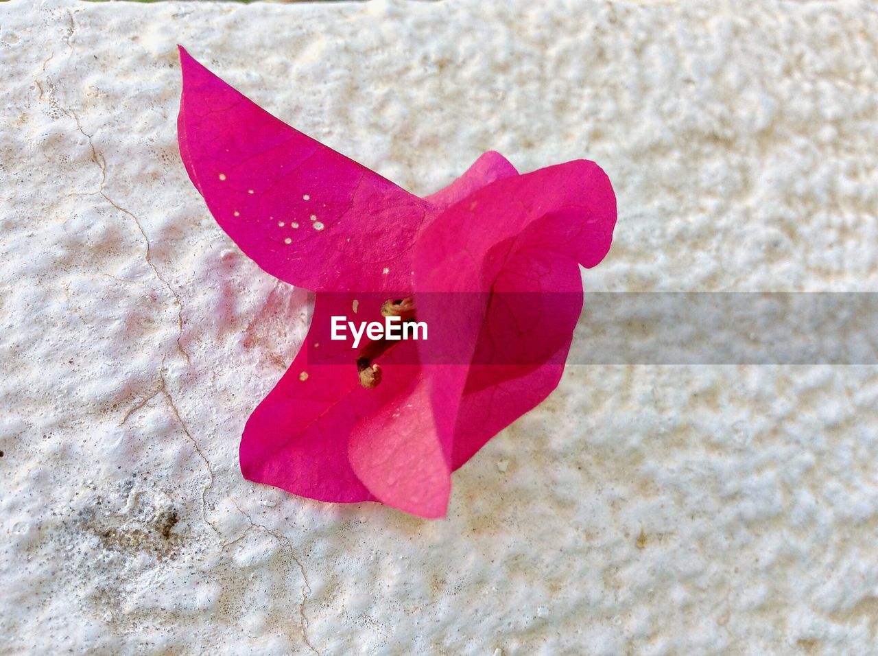 CLOSE-UP OF PINK PETALS