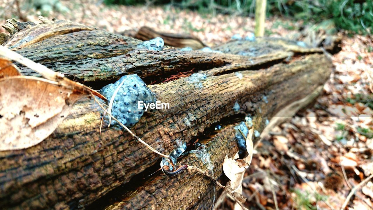 CLOSE-UP OF BUTTERFLY ON WOOD