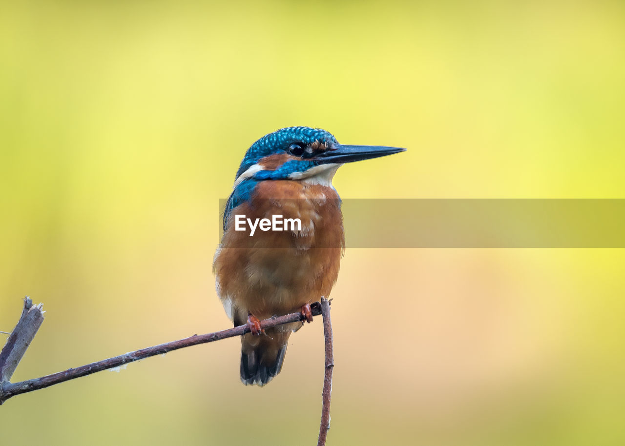 Close-up of bird perching on branch