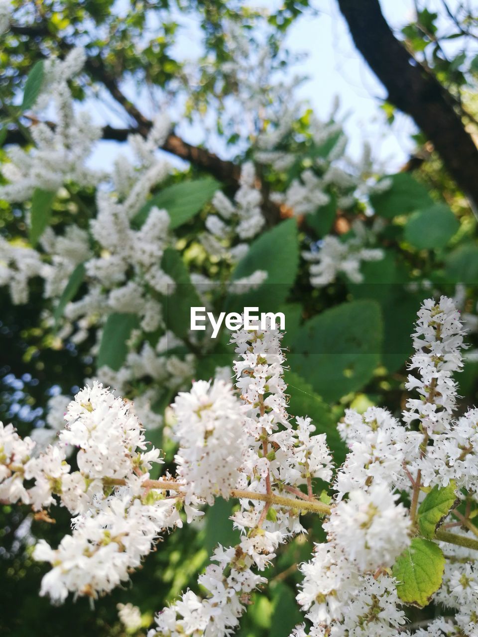 White flowers blooming in park