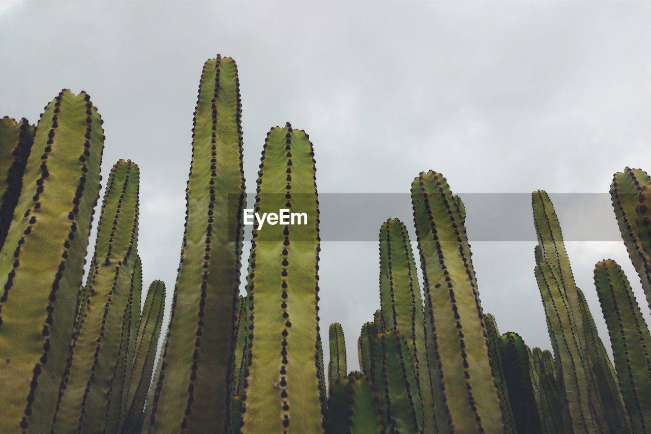 Low angle view of organ pipe cactus growing against sky