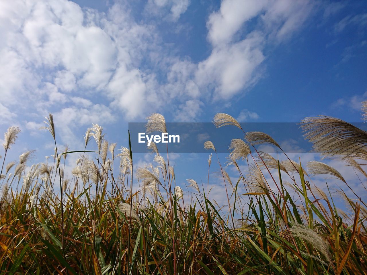 CLOSE-UP OF PLANTS GROWING ON FIELD AGAINST SKY