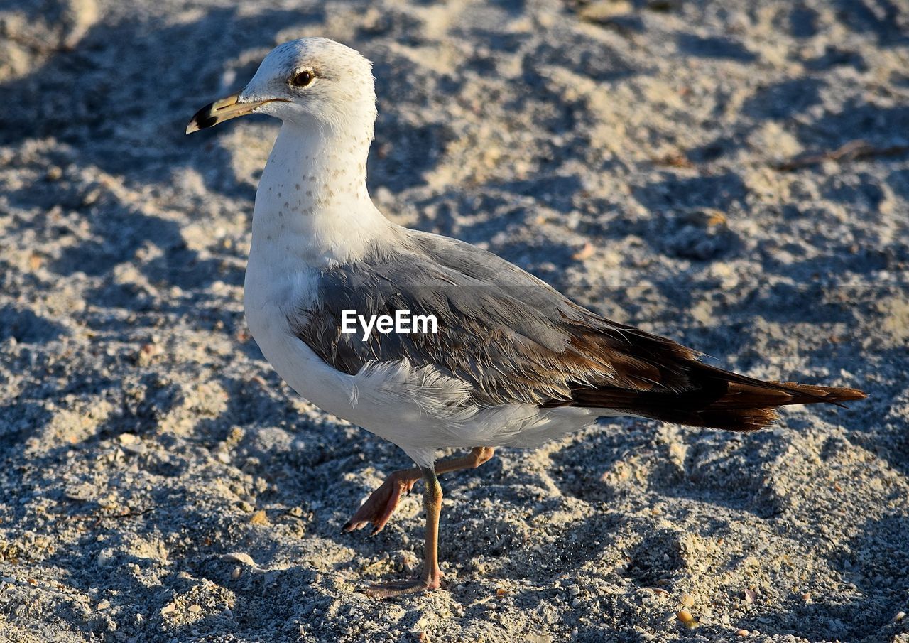 Close-up of common gull on sand at beach