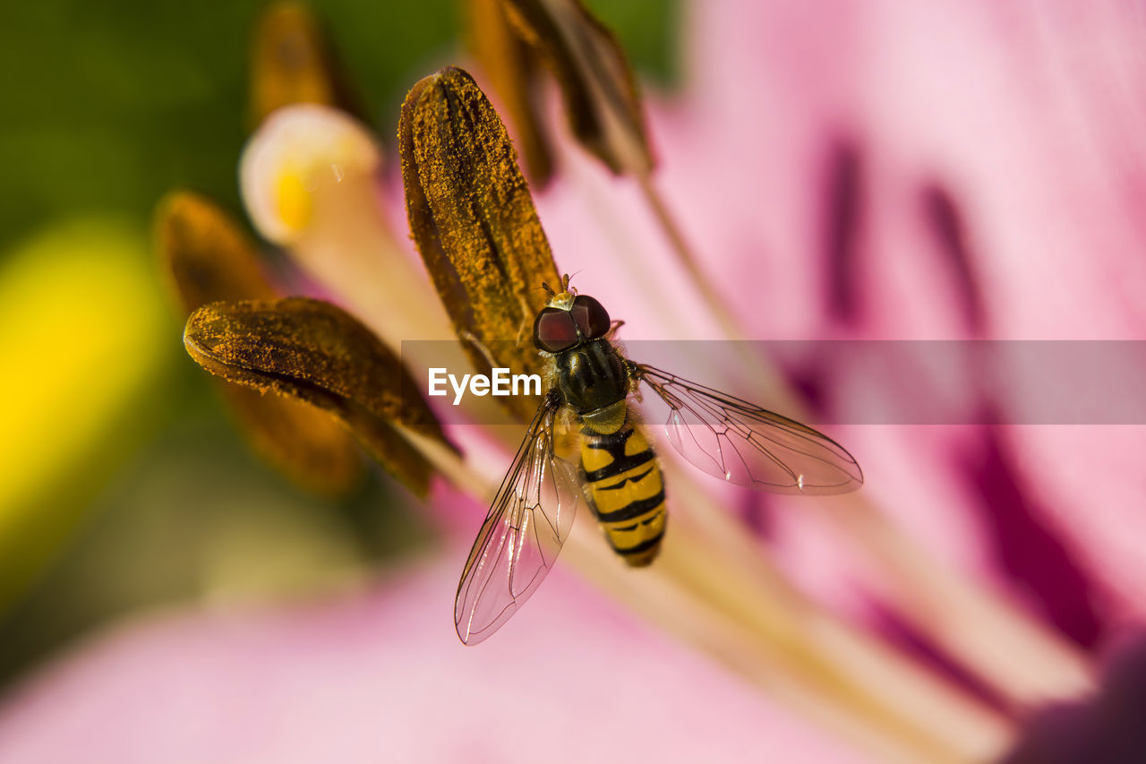 Close-up of insect on purple flower