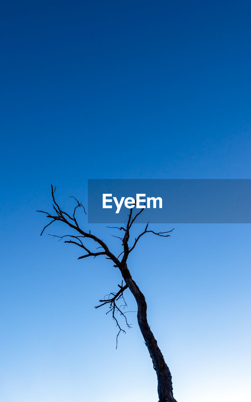 LOW ANGLE VIEW OF BARE TREE AGAINST SKY