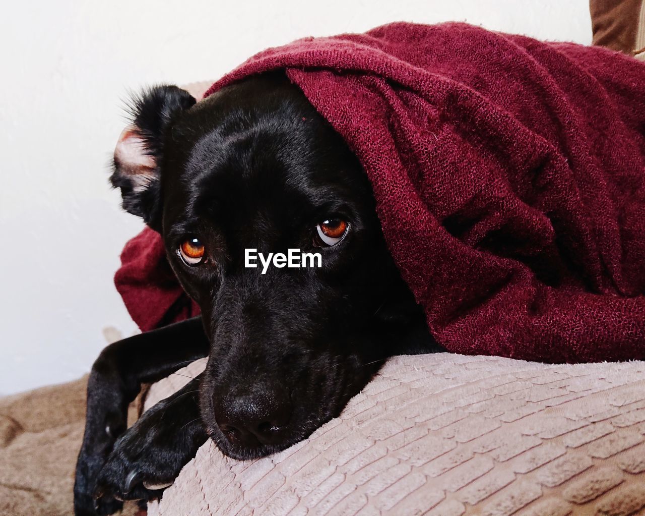 Close-up portrait of black dog relaxing at home with scarf