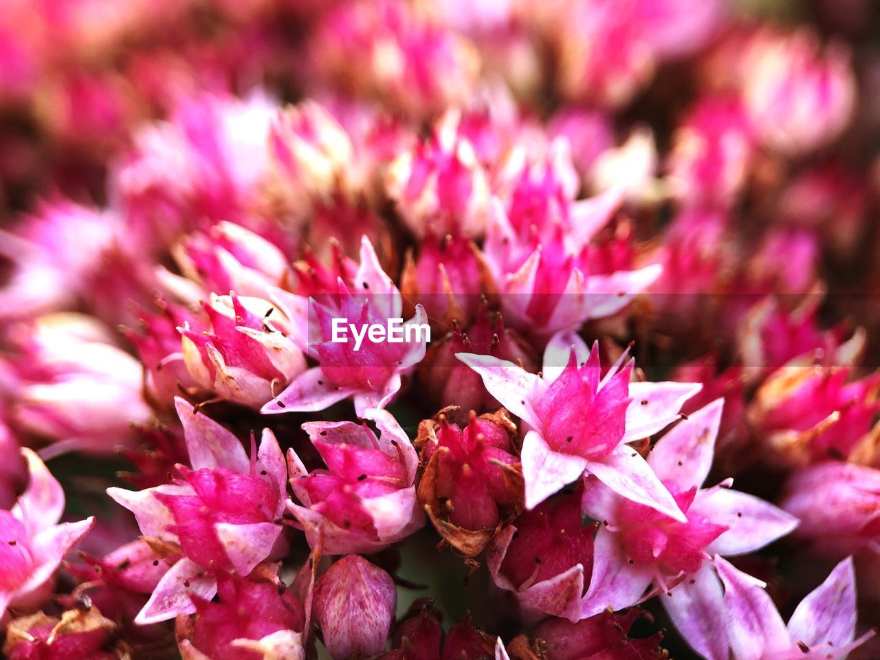 Close-up of pink flowers