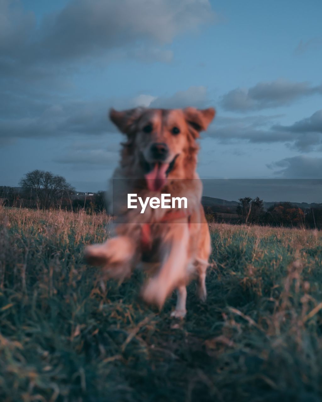 Close-up portrait of dog on grass