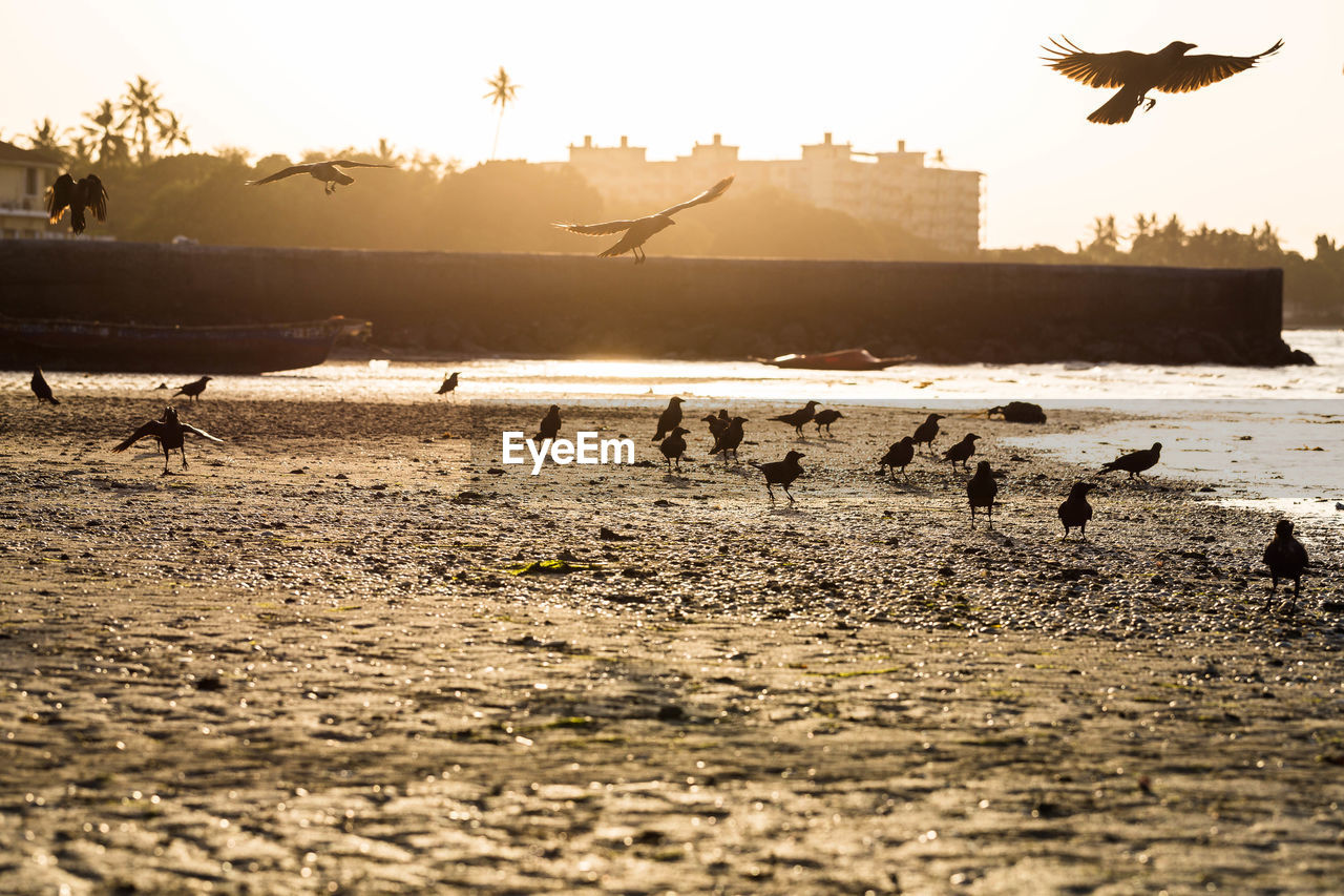 Flock of birds on beach